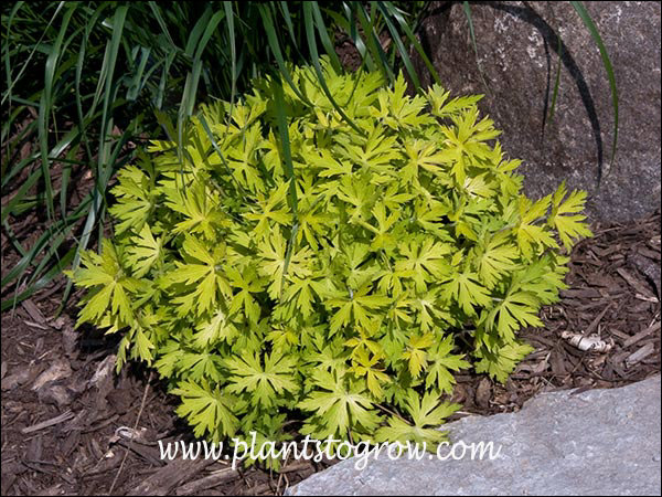 Chartreuse foliage cooler in late spring.